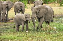В Ботсване при загадочных обстоятельствах умерли более 350 слонов