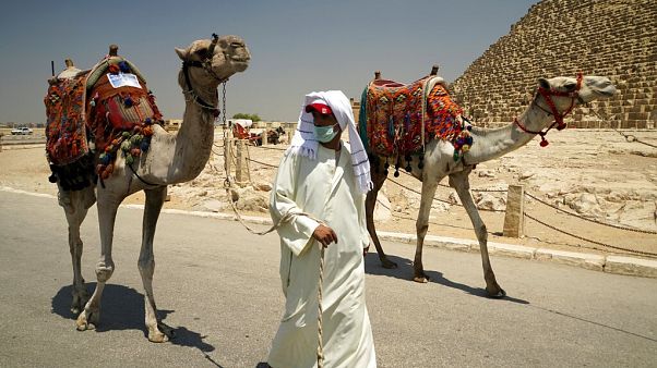 A camel guide wears a surgical mask while pulling his camel at the Giza Pyramids in Giza, Egypt A camel guide wears a surgical mask while pulling his camel at the Giza Pyramids in Giza, Egypt