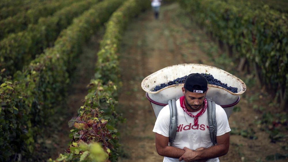 Traite d'êtres humains, les vignobles de Champagne côté face