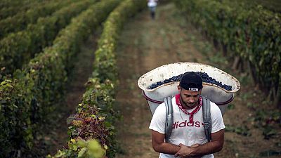 Champagne: Migranten wurden als Weinleser ausgenutzt