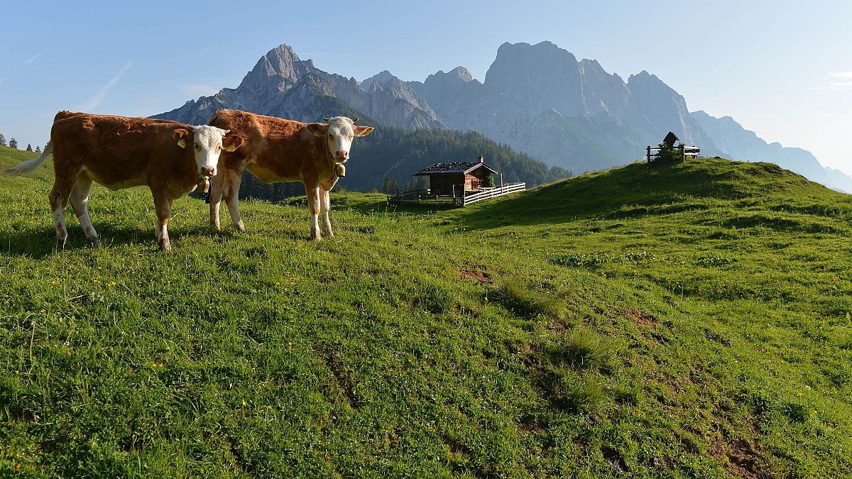 "Kuh-Urteil": Österreichische Landwirte machen Almen dicht