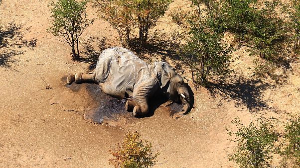 Toter Elefant in Botswana Toter Elefant in Botswana