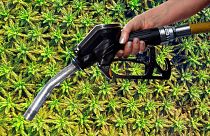 There might be palm oil in your fuel tank