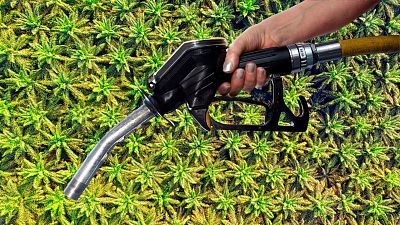 There might be palm oil in your fuel tank There might be palm oil in your fuel tank