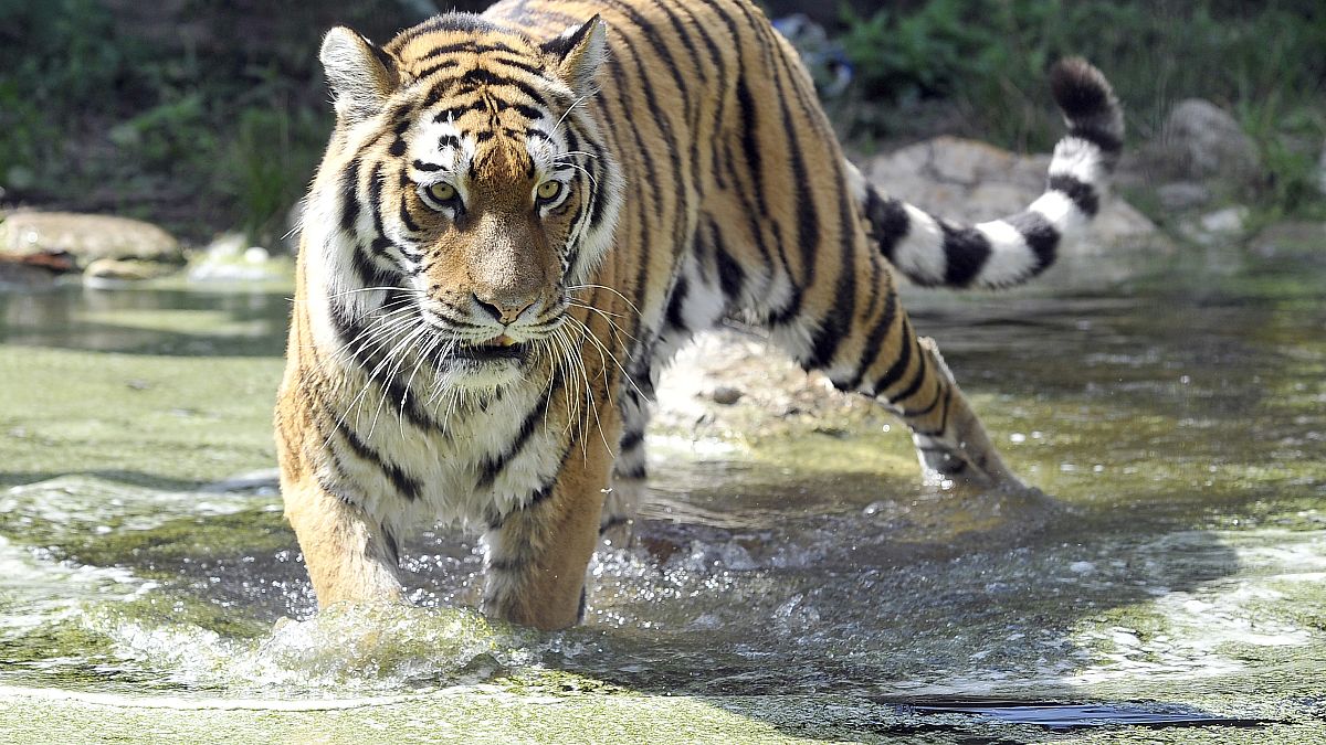 A siberian tiger walks in the pool of its compound at the Schoenbrunn zoo on a warm and sunny day in Vienna, Austria, on Thursday, Sept. 5, 2013.