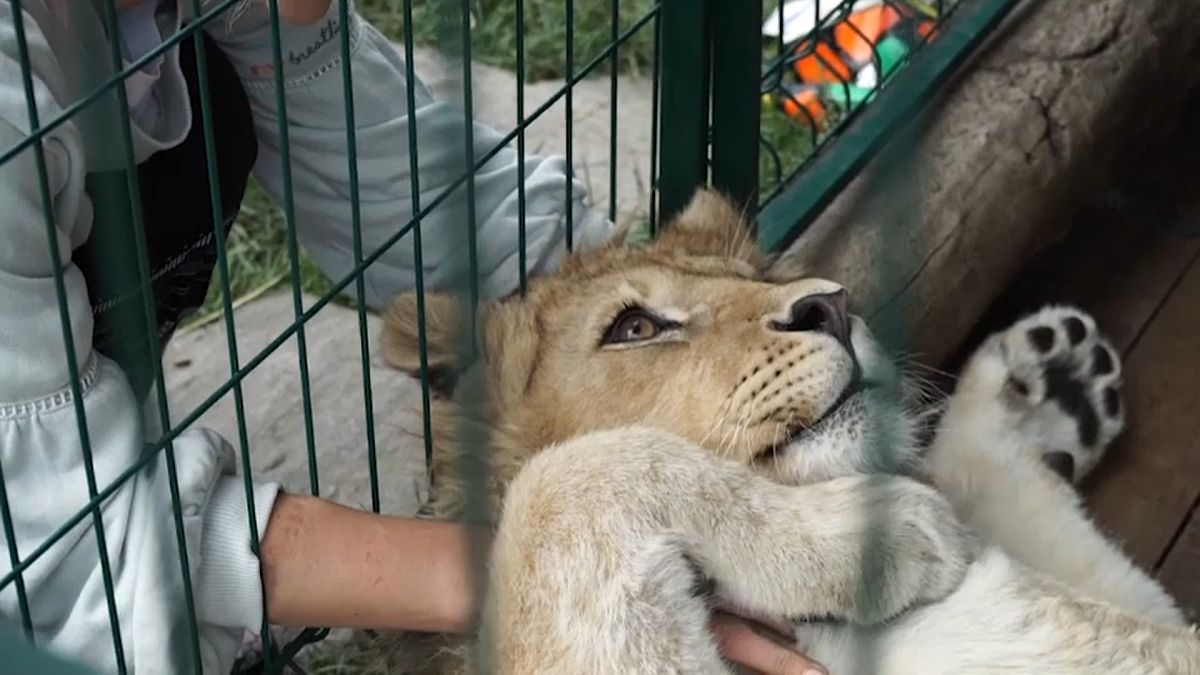 Rescued lion illustrates plight of thousands of other cubs