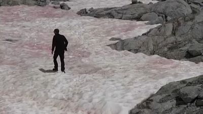 Rosa Färbungen im Gletschereis