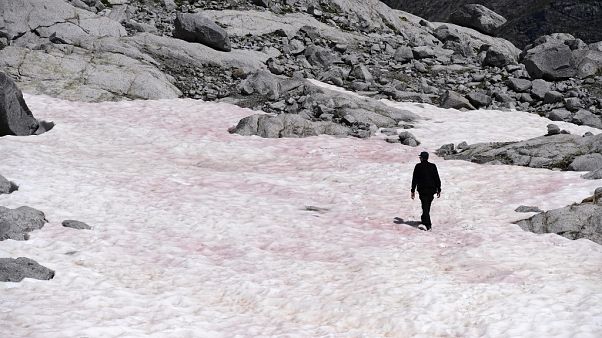 Clima: ¿Por qué ha aparecido 'nieve de sangre' en los Alpes italianos? Clima: ¿Por qué ha aparecido 'nieve de sangre' en los Alpes italianos?