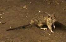 Bubonic plague can spread through contact with an infected flea or small mammal.