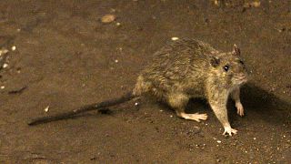 Bubonic plague can spread through contact with an infected flea or small mammal.