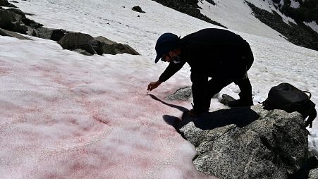 Pink snow in the Italian Alps could be linked to global warming