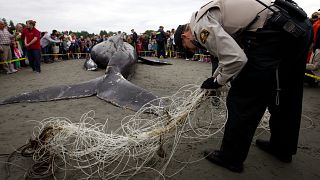 Una balena morta impigliata in una rete - White Rock, British Columbia 12.6.2012