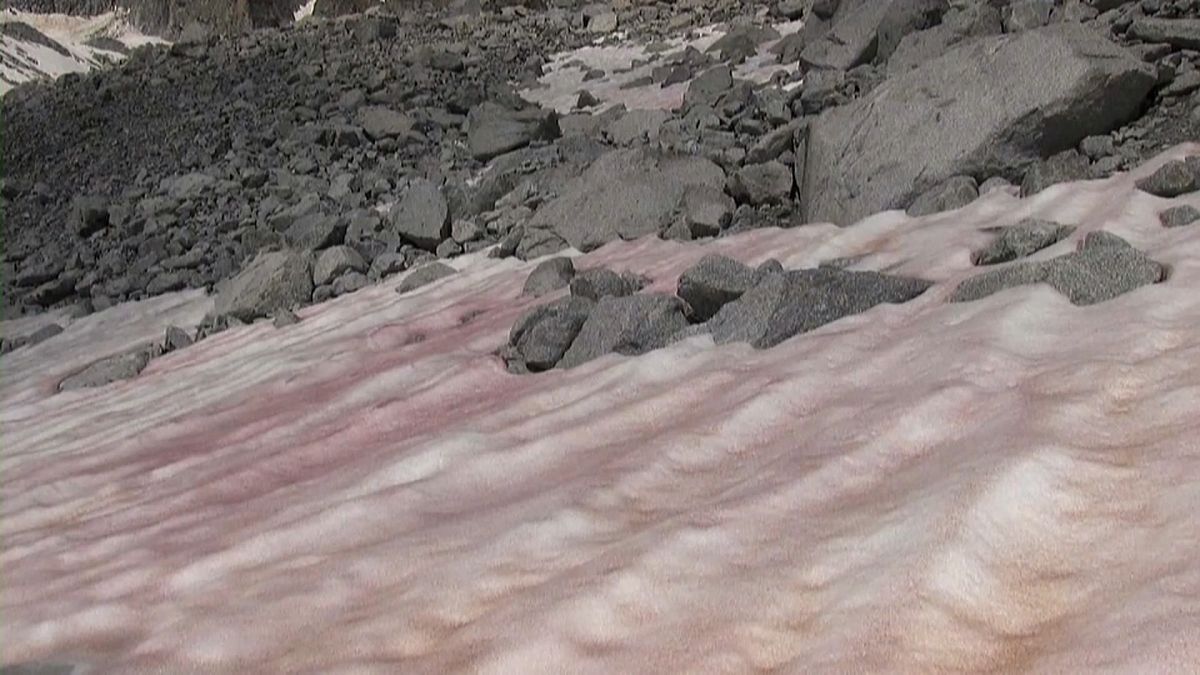Pink-coloured snow has been spotted on parts of Italy's Presena glacier in the Alps.