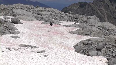 پدیدار شدن یخ صورتی در کوه‌های آلپ؛ دانشمندان در حال بررسی هستند