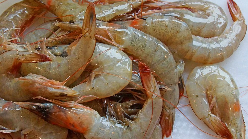 Why Shrimps Are Being Turned Into Batteries To Store Renewable Energy Euronews