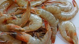 Shrimp shells are being used to make batteries
