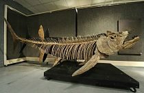 Arjantin'de keşfedilene benzer fosilleşmiş gerçek kemikli balık. Kansas / ABD 