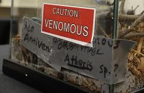 FILE - A sign on a tank containing an African Bush Viper venomous snake at a zoo in the United States.