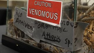 FILE - A sign on a tank containing an African Bush Viper venomous snake at a zoo in the United States.