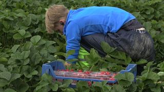 A young man picking strawberries in Hollola, southern Finland, July 2, 2020