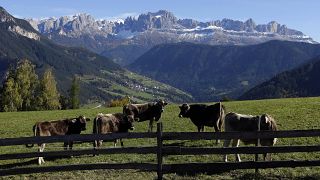 Bilim insanları sismolojik faaliyetlerin yoğun olduğu Kuzey İtalya'daki çiftlik hayvanlarını inceledi