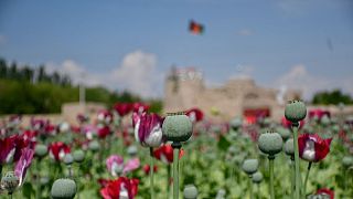 کشت و مصرف مواد مخدر در افغانستان؛ از هر ۱۱ شهروند، یک نفر مواد مخدر مصرف می‌کند