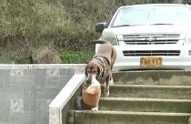 O cão das entregas em Medellín