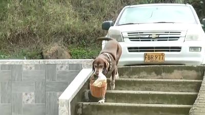 شاهد: كلب يضمن توصيل السلع إلى الزبائن خلال جائحة كوفيد بمدينة ميديلين الكولومبية
