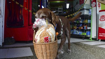 Tierischer Corona-Held: Hund Eros liefert Lebensmittel aus