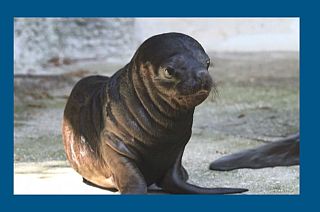 دیدار بچه‌ فُک ۶ روزه با بازدیدکنندگان باغ‌وحش اتریش