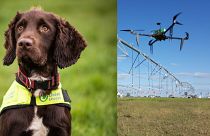 Un aiuto per rilevare le perdite delle reti idriche arriva oggi da cani appositamente addestrati e droni