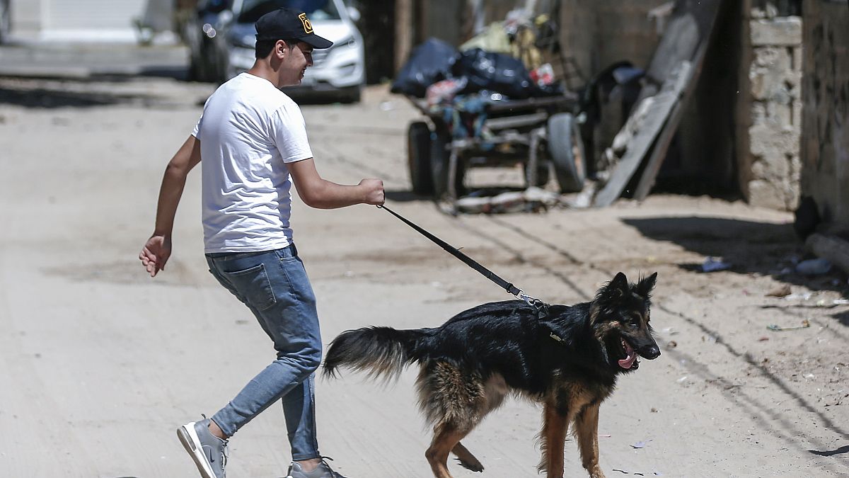 حماس سگ‌گردانی  را ممنوع کرد؛ جریمه  نقدی بیخ گوش خاطیان