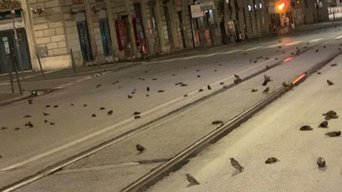 Roma'da havai fişeklerden ölen kuşlar