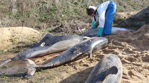 Carcasses de dauphins communs évacuées des plages de Vendée Carcasses de dauphins communs évacuées des plages de Vendée