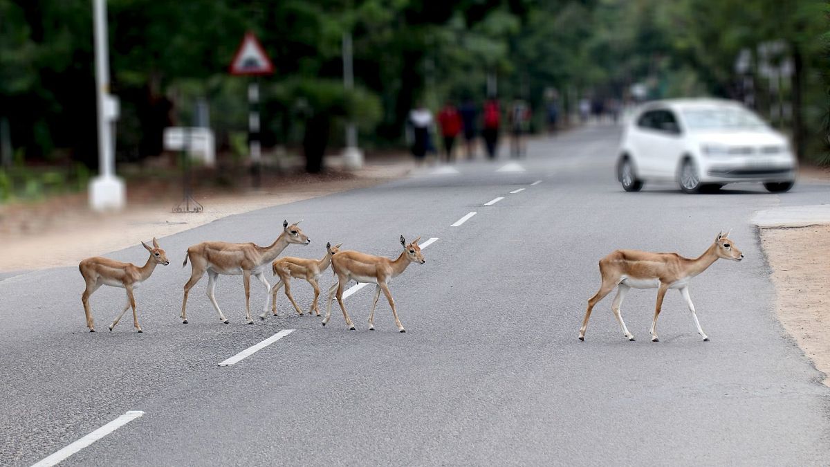 Roads pose a threat to biodiversity. 
