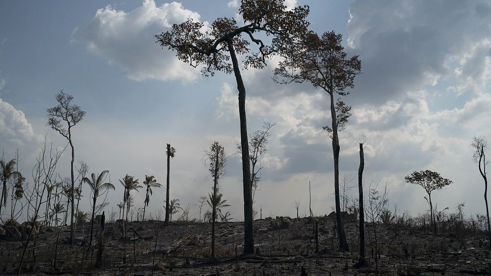 Brésil : déforestation record de l'Amazonie au premier semestre