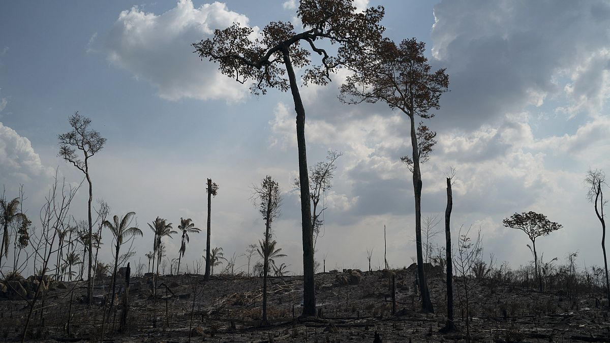 Conséquences de feux de forêts, près de Novo Progresso (État du Pará, Brésil), le 25/08/2019