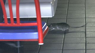 دادستانی پاریس درباره خورده شدن جنازه‌های اهدایی به دانشگاه پاریس توسط موش‌ها تحقیق می‌کند