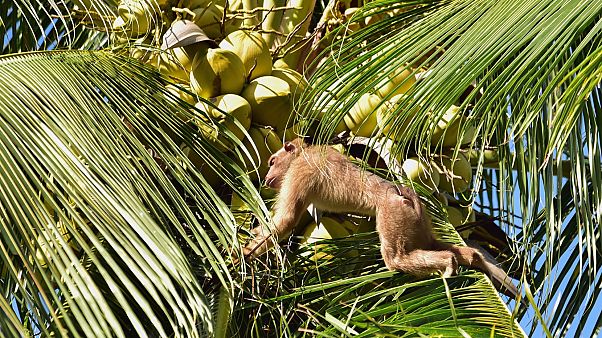 Tayland'da maymun işçi kullanılıyor tartışması Tayland'da maymun işçi kullanılıyor tartışması