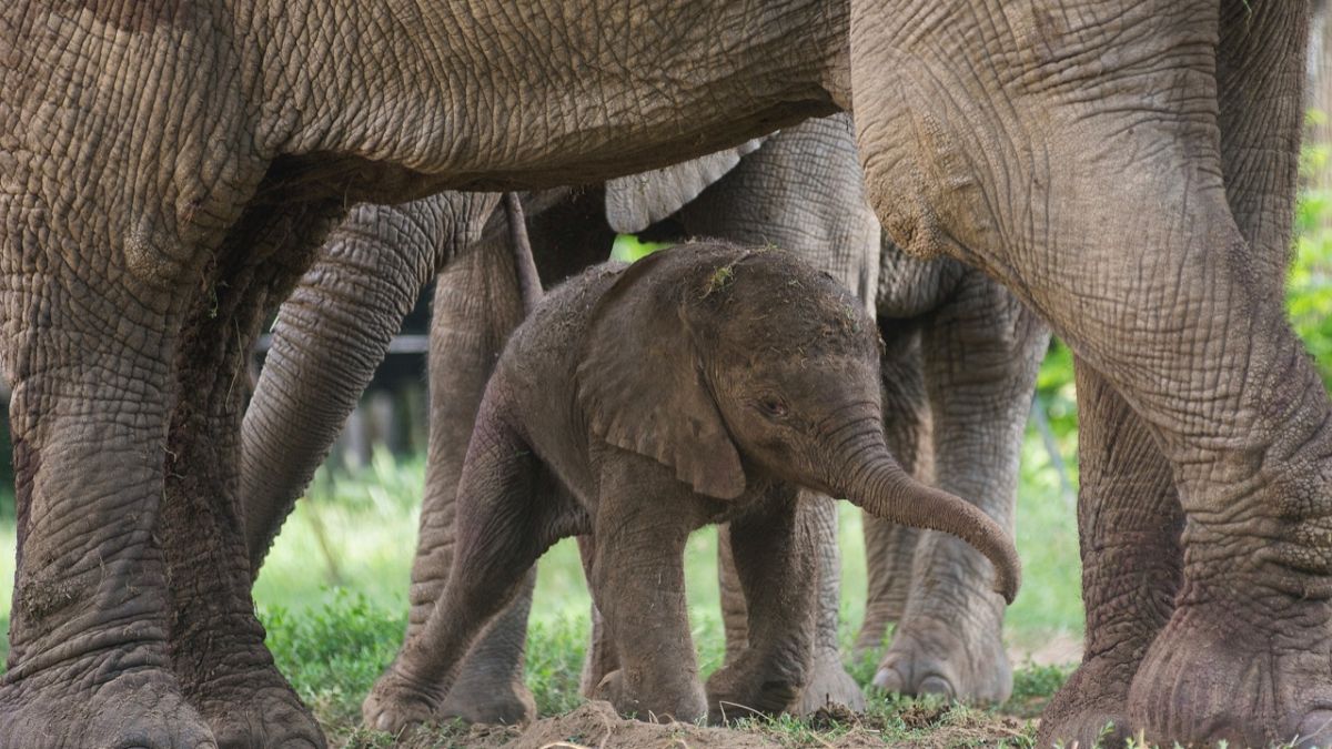 Bir Afrika Fili Macaristan'ın Nyiregyhaza Hayvanat Bahçesi'nde doğduktan 4 saat sonra annesinin yanında 