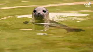 Robbenbaby Seal