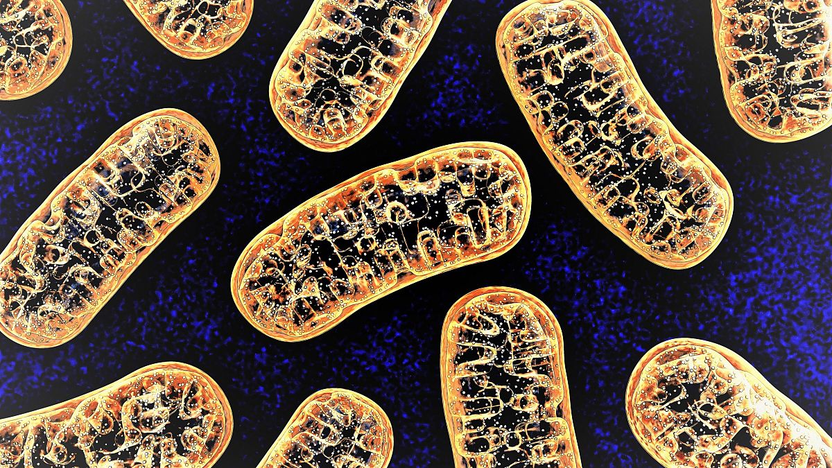 Mitokondriler