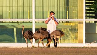Brazil's President Jair Bolsonaro talks on a cell phone in front of several Emus, during his coronavirus confinement