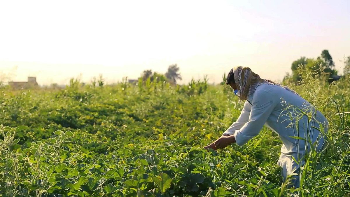مزارع في محافظة عفك العراقية
