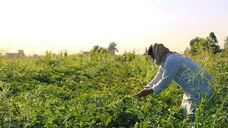 مزارع في محافظة عفك العراقية