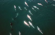 نمایش دسته‌جمعی دلفین‌های بازیگوش در ساحل شیلی