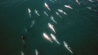Etwa 100 Delfine am Strand von Valparaiso