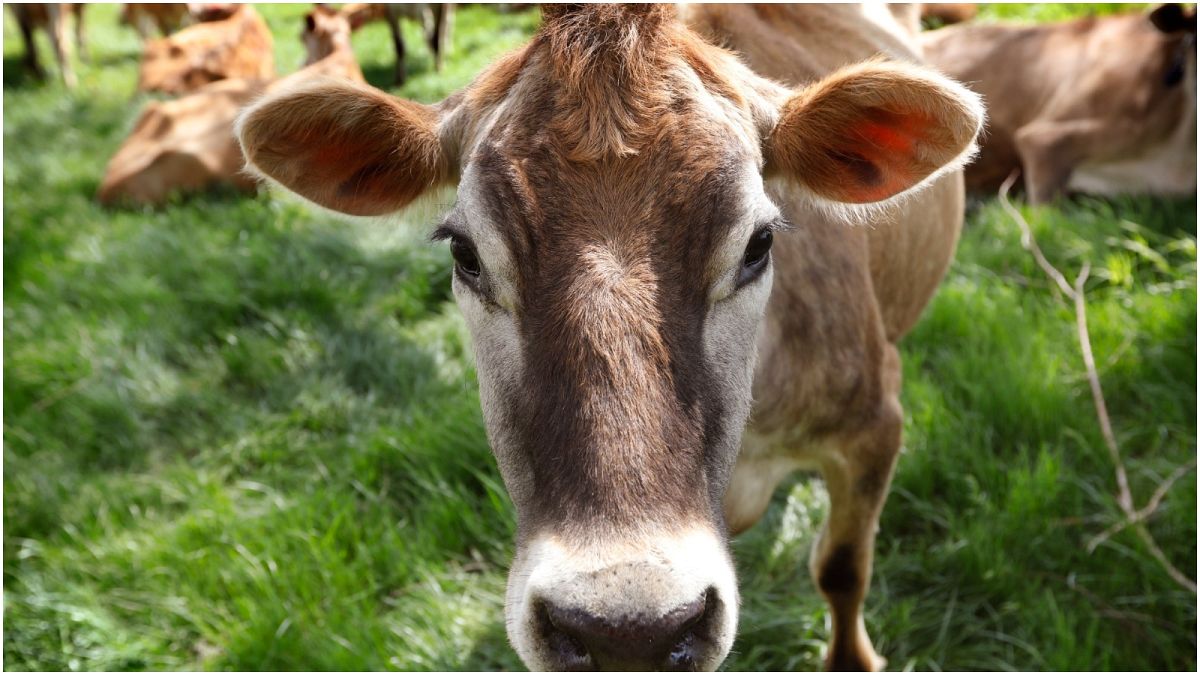 مطاعم "بيرغر كينغ" تريد الحد من إطلاق الأبقار للغازات لطرح شطيرة "ووبر" جديدة 