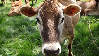 Burger King et üretiminin çevreye verdiği zararı azaltmak için bilim insanları ile çalışarak büyükbaş hayvanları besleme yöntemini değiştiriyor