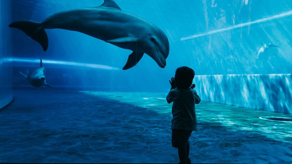 The UK’s first ‘ocean curriculum’ launches in primary schools